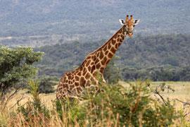 Hans Merensky Nature Reserve, Limpopo