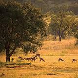 Kololo Game Reserve, Limpopo