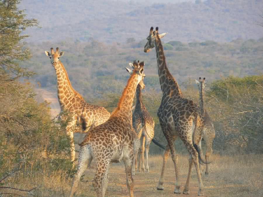 Manvhela Ben Lavin Nature Reserve, Limpopo