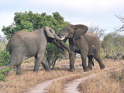 Manyeleti Game Reserve, Limpopo